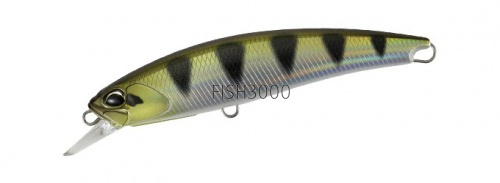 ANA3344 Archer Fish